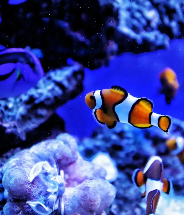 Multiple clown fish under water in a reef with one blue tang fish partially in view